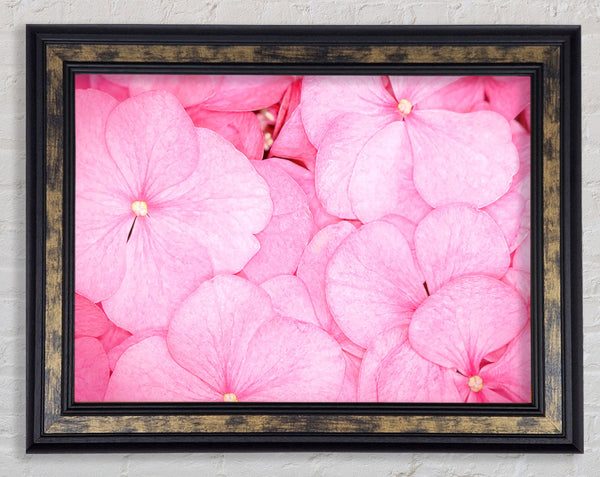 Bed Of Petals Framed Print