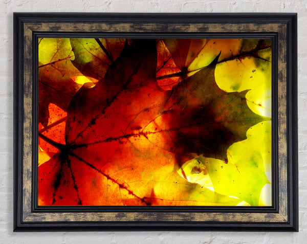 Bursting With Life Framed Print