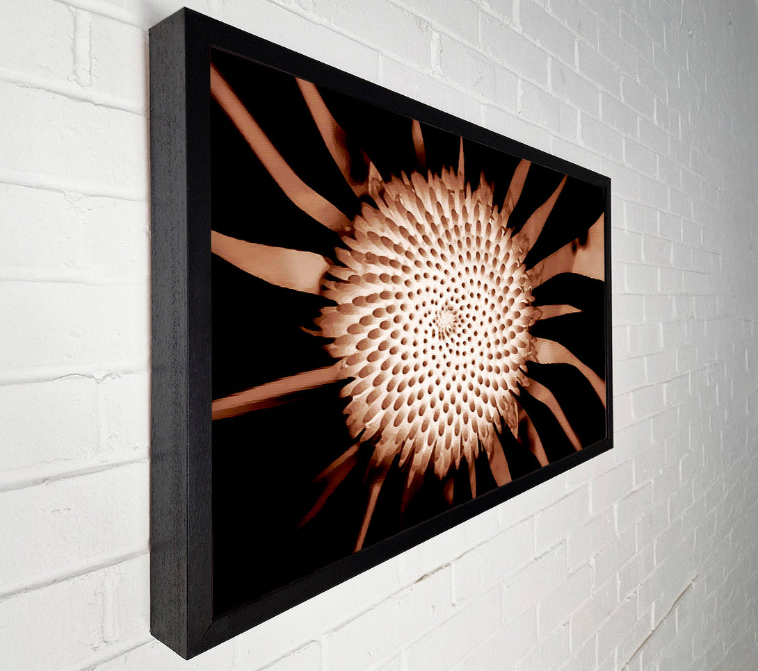  A Canvas Print of Chocolate Daisy Centre Canvas Art