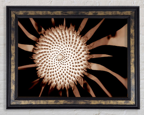 Chocolate Daisy Centre Framed Print