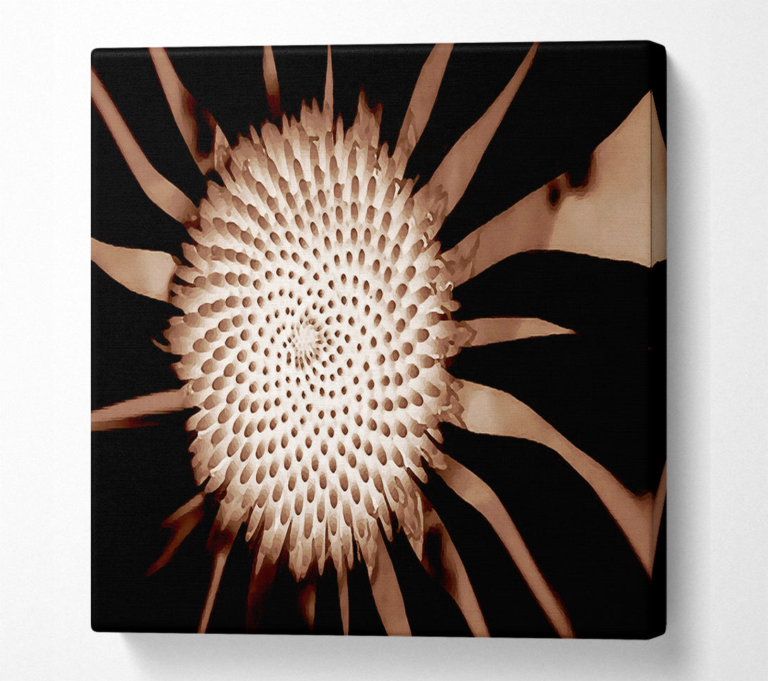  A Canvas Print of Chocolate Daisy Centre Canvas Art