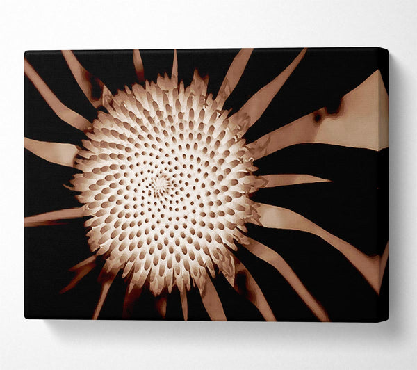  A Canvas Print of Chocolate Daisy Centre Canvas Art