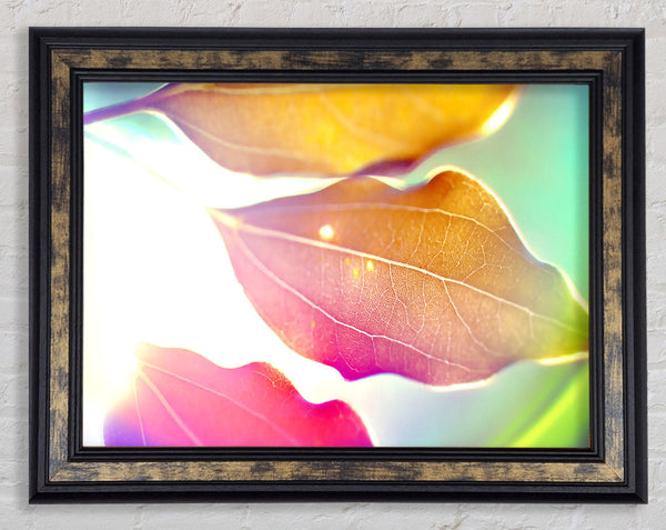 Coloured Leaves Framed Print