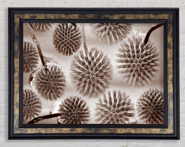 Dandelion Dream Chocolate Framed Print
