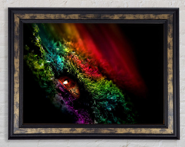 Eye Of The Rainbow Framed Print