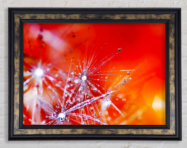 Fairy Lights Framed Print