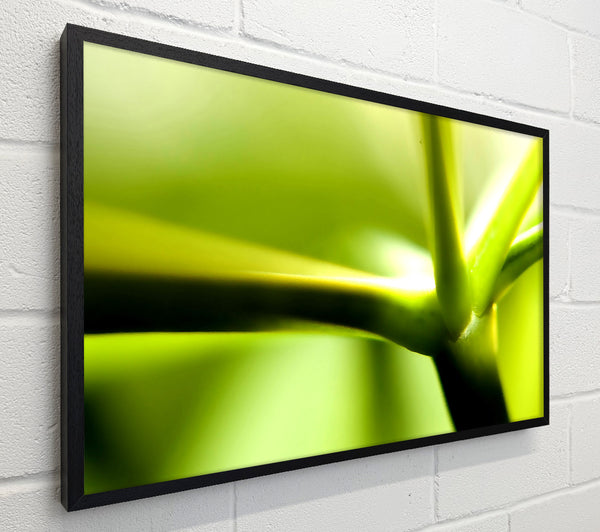 Green Stem
