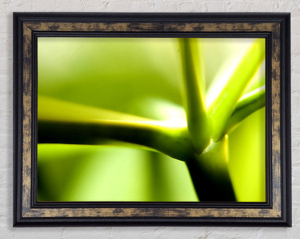 Green Stem Framed Print
