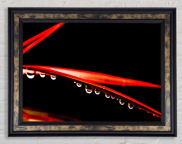 Hanging On Framed Print