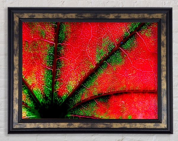 Inside A Poppy Framed Print