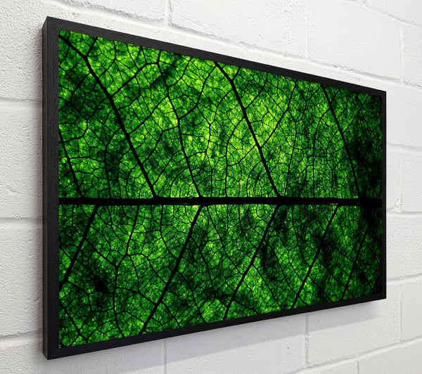 Leaf Veins