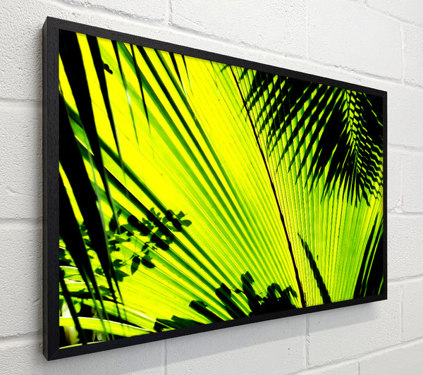 Lime Palm Tree