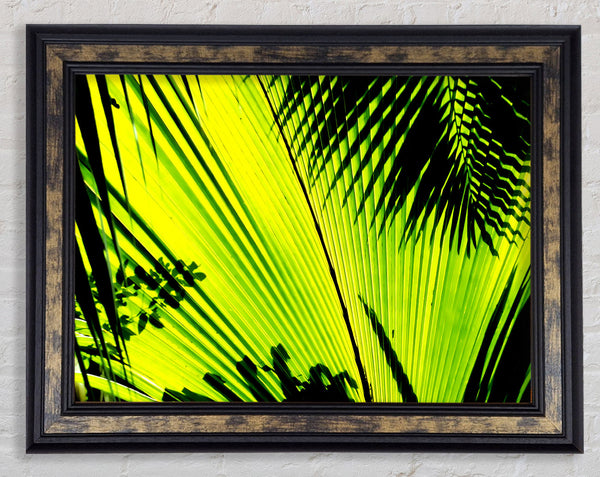 Lime Palm Tree Framed Print