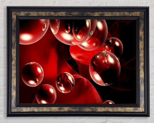 Malteser Delight Framed Print