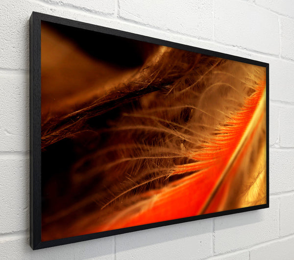 Orange Feather Macro