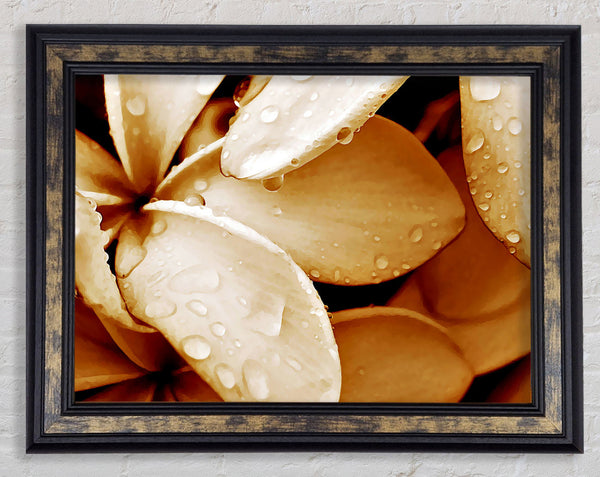Petal Dew Framed Print