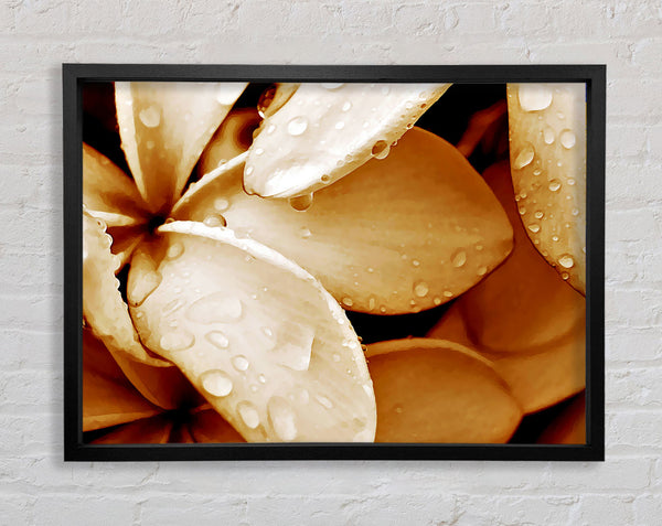 Petal Dew Framed Print
