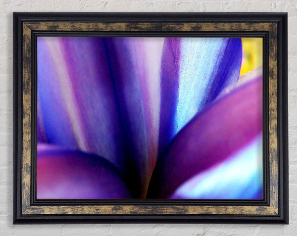 Violet Dream Framed Print