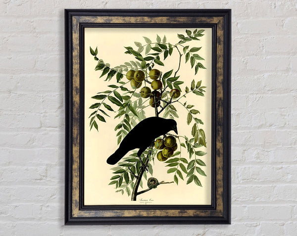 Audubon American Crow Plate 156 Framed Print