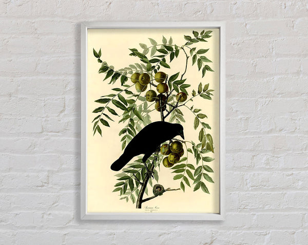 Audubon American Crow Plate 156