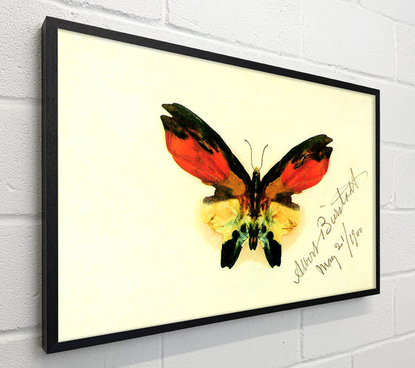 Bierstadt Butterfly 2