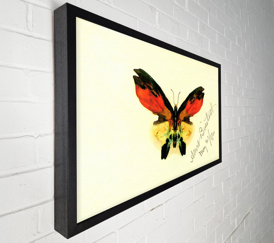  A Canvas Print of Bierstadt Butterfly 2 Canvas Print