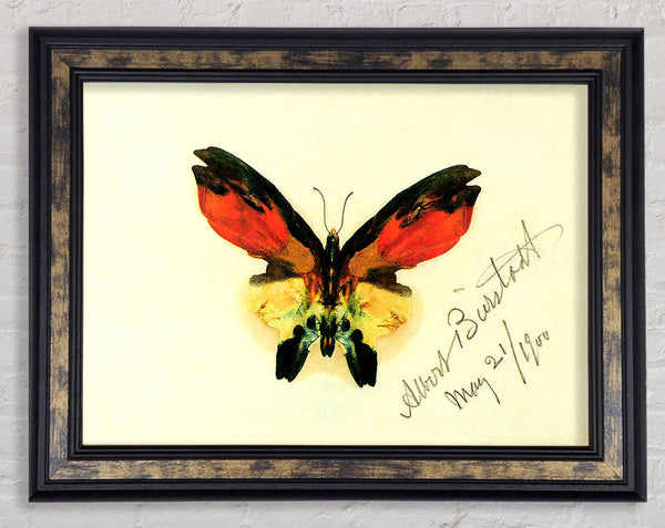 Bierstadt Butterfly 2 Framed Print