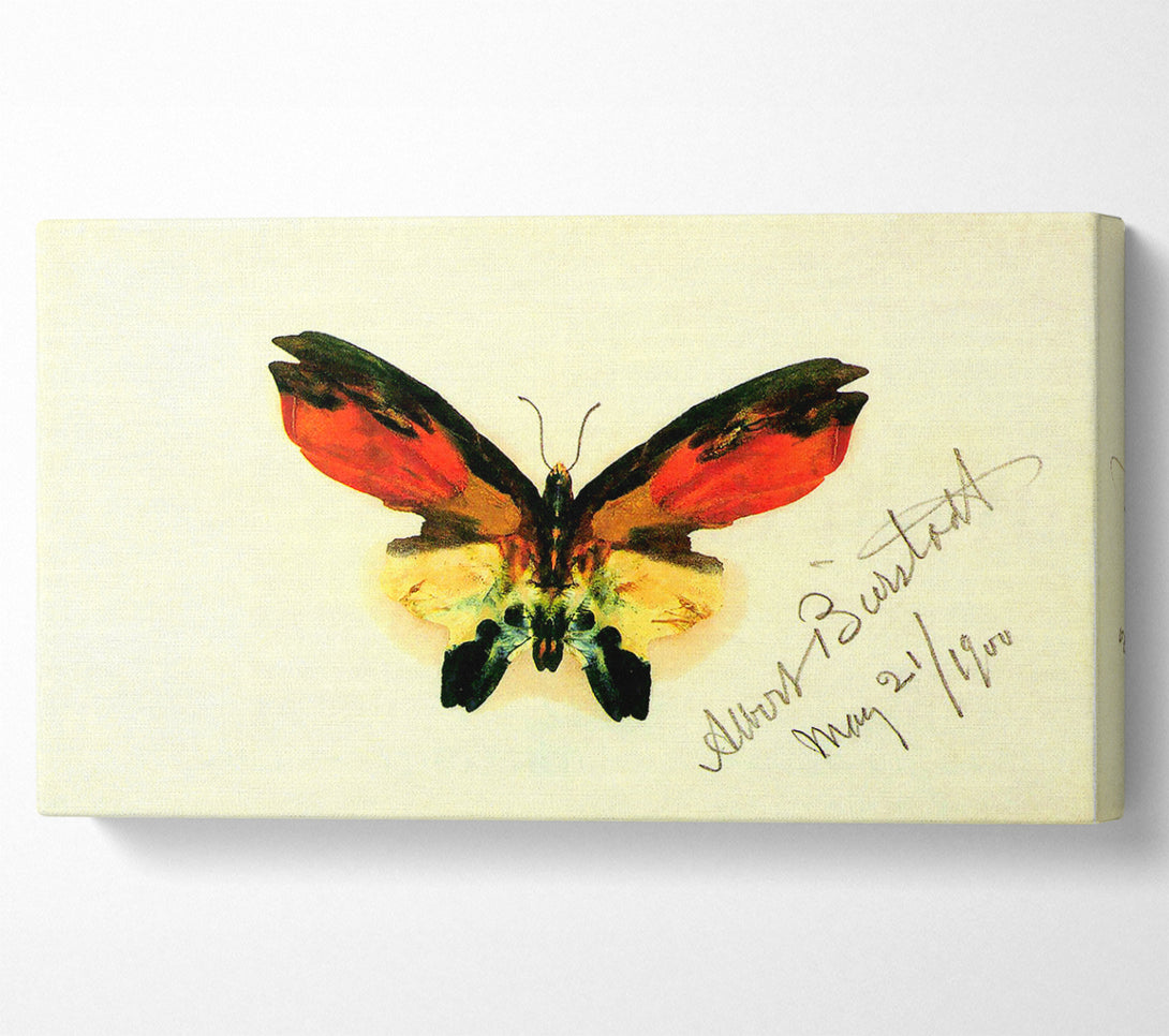  A Canvas Print of Bierstadt Butterfly 2 Canvas Print