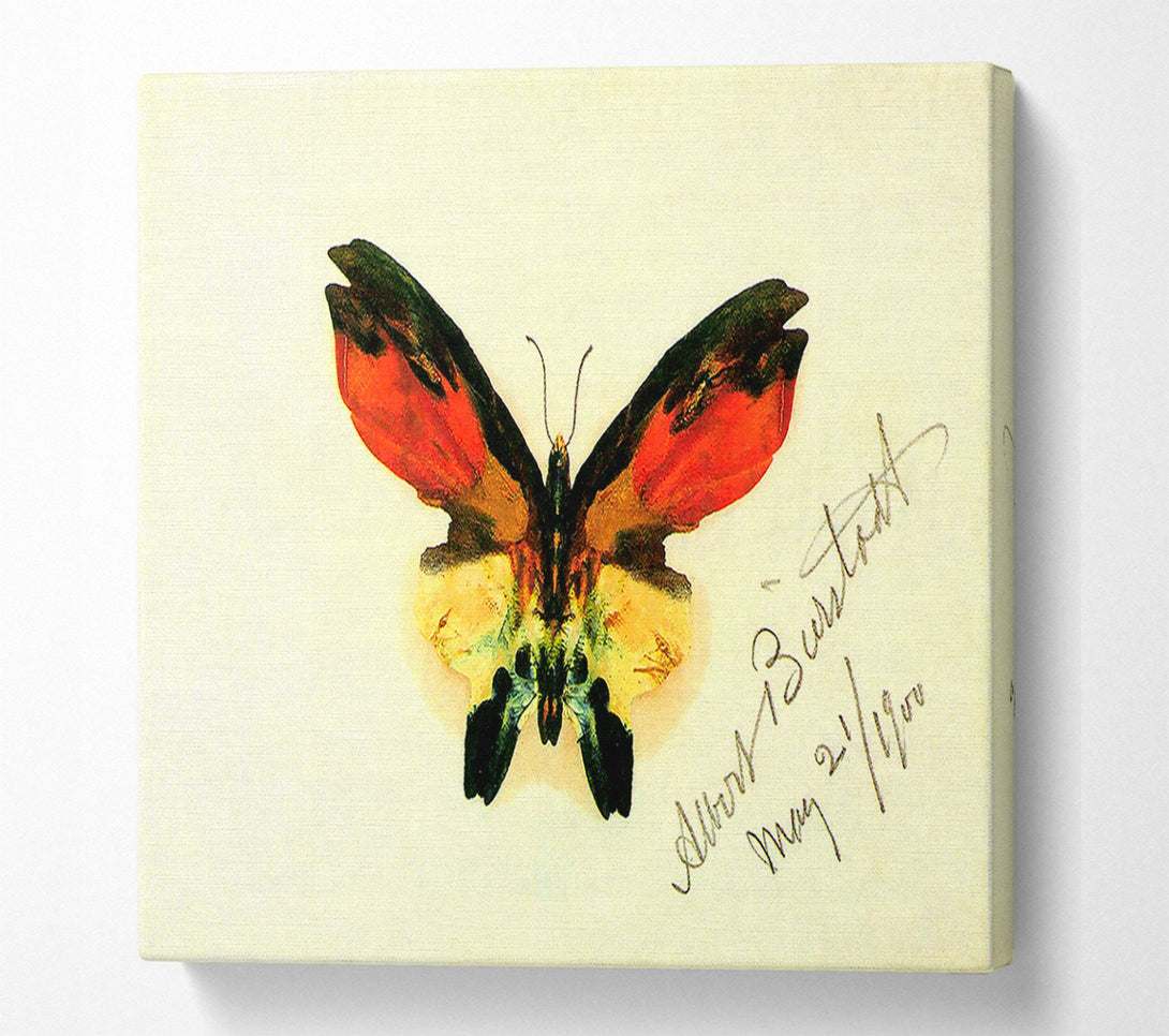  A Canvas Print of Bierstadt Butterfly 2 Canvas Print
