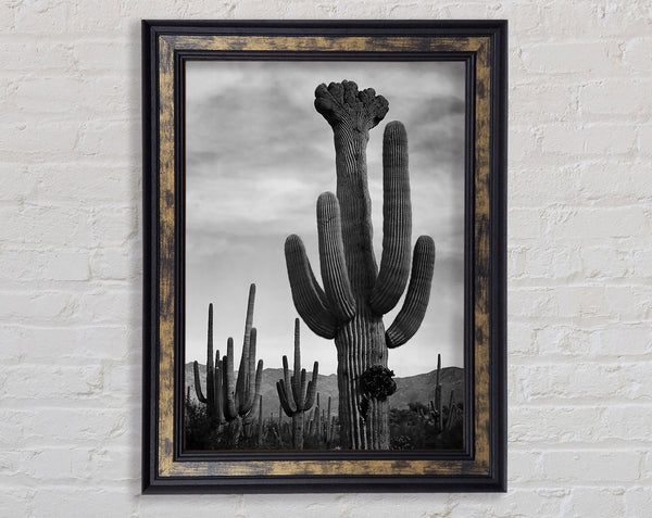 Ansel Adams Cactus In Saguaro National Monument In Arizona B n W Framed Print