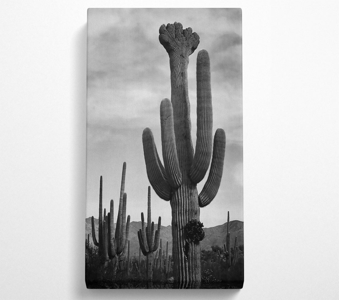  A Canvas Print of Ansel Adams Cactus In Saguaro National Monument In Arizona B n W Canvas Art