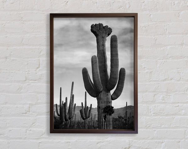 Ansel Adams Cactus In Saguaro National Monument In Arizona B n W