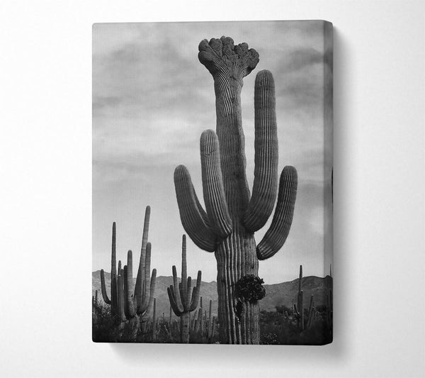  A Canvas Print of Ansel Adams Cactus In Saguaro National Monument In Arizona B n W Canvas Art