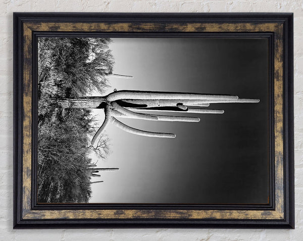 Ansel Adams Cactus In Saguaro National Monument In Arizona Framed Print
