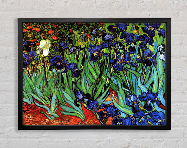 Van Gogh Schwertlilien 2
