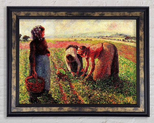 Pissarro Peas Growing In Eragny Framed Print