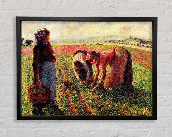 Pissarro-Erbsen wachsen in Eragny