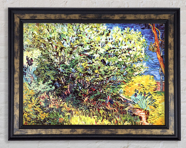 Van Gogh The Bush Framed Print