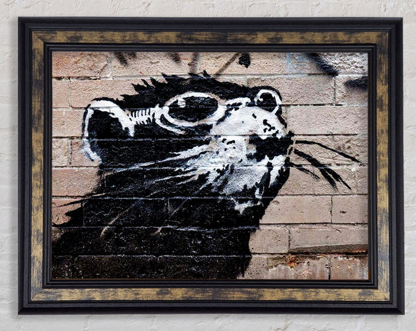Rat Sunglasses Framed Print