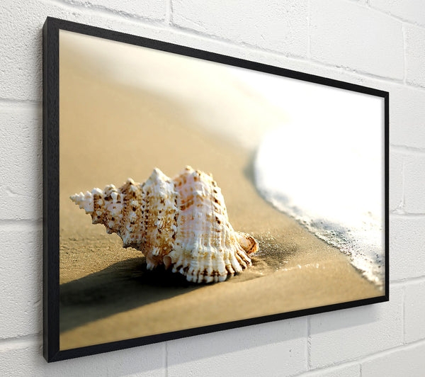 Whelk Shell On The Beach 2