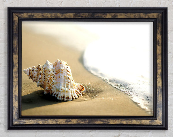 Whelk Shell On The Beach 2 Framed Print