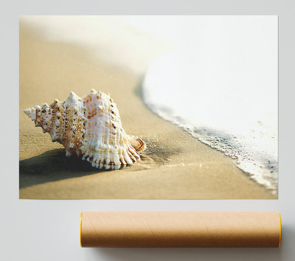 Whelk Shell On The Beach 2 Giclee Print