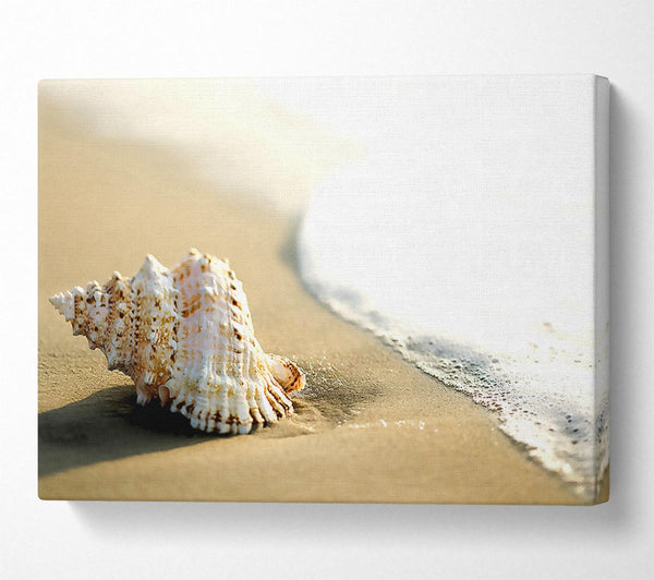  A Canvas Print of Whelk Shell On The Beach 2 Canvas Print