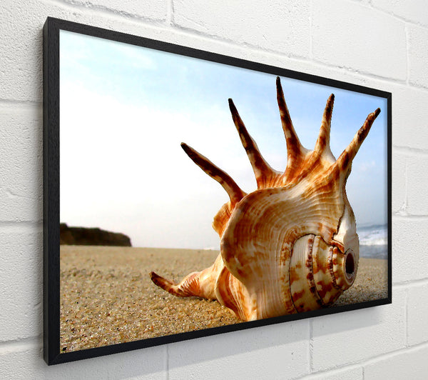 Whelk Shell On The Beach