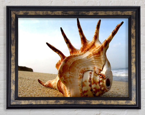 Whelk Shell On The Beach Framed Print