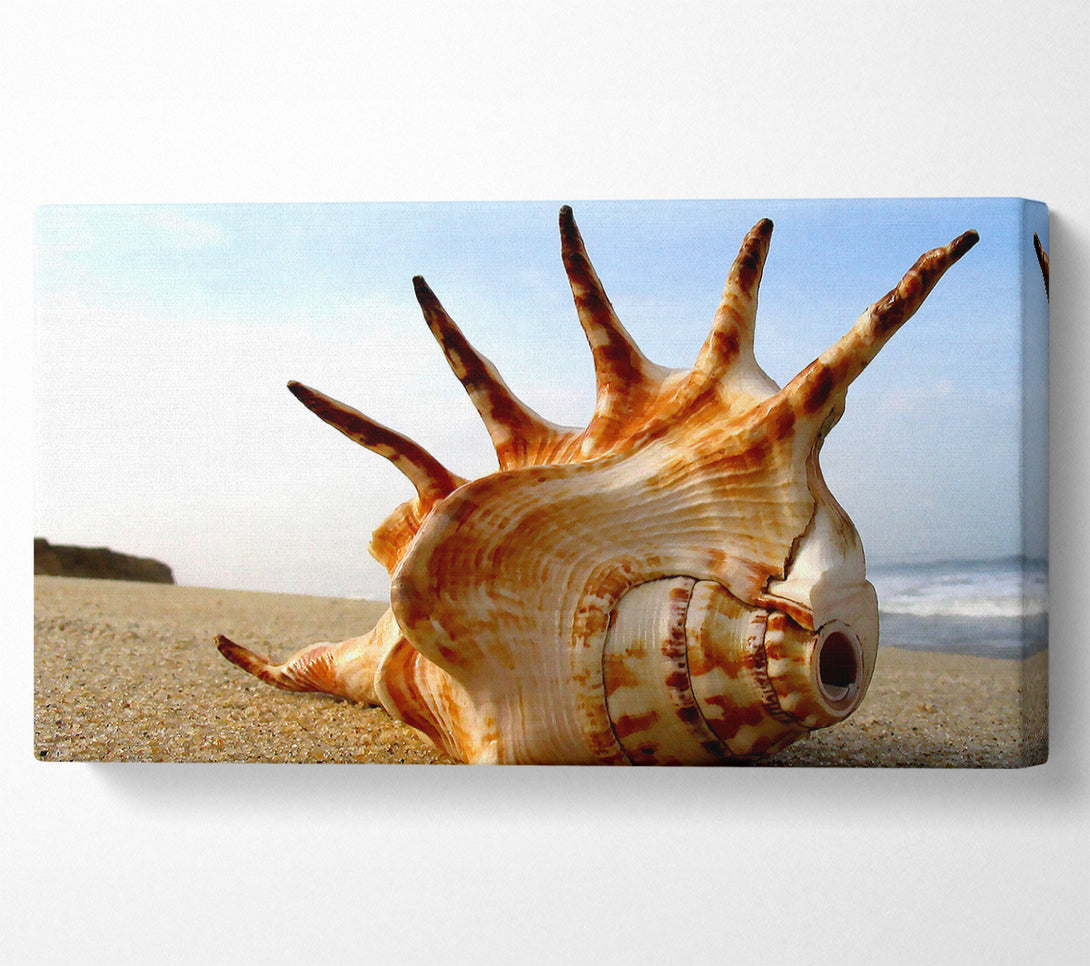  A Canvas Print of Whelk Shell On The Beach Canvas Art