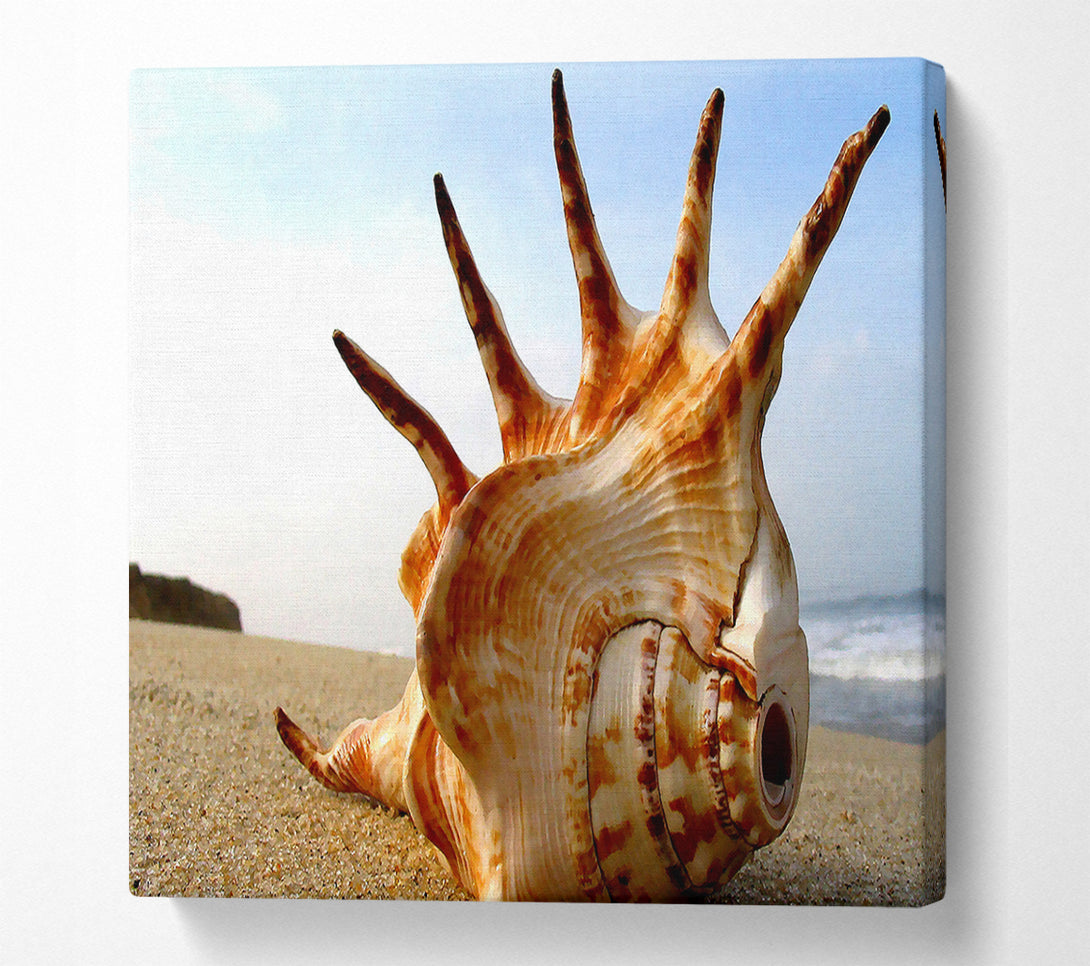  A Canvas Print of Whelk Shell On The Beach Canvas Art