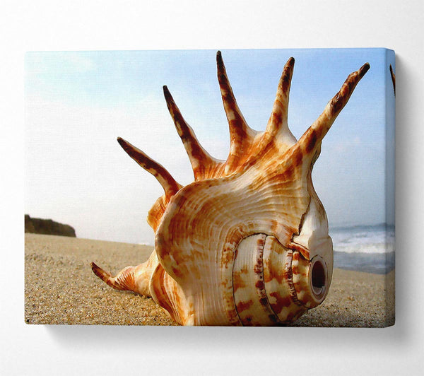  A Canvas Print of Whelk Shell On The Beach Canvas Art