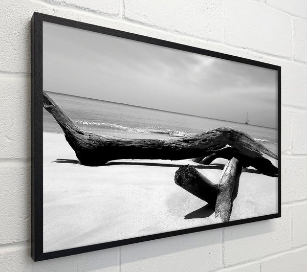 Ocean Drift Wood On The Shore B n W
