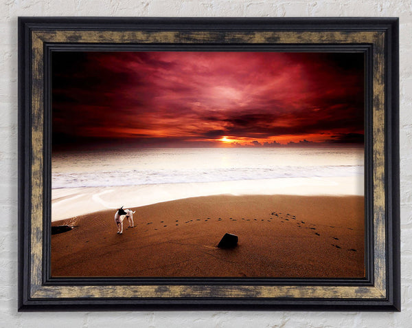 Dog On The Sunset Beach Framed Print